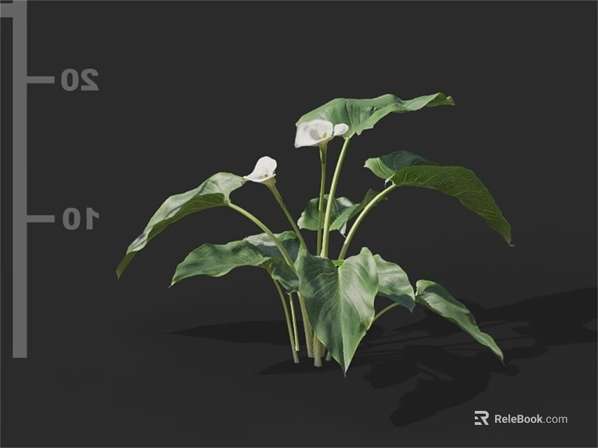 Lush Green Leafy Plant With White Flowers And Large Broad Leaves 3d model 