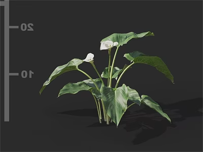 Lush Green Leafy Plant With White Flowers And Large Broad Leaves 3d model