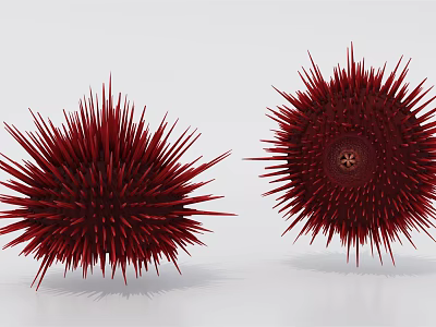 Two Fresh Red Sea Urchins With Sharp Spines On White Background 3d model