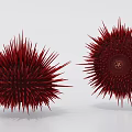 Two Fresh Red Sea Urchins With Sharp Spines On White Background