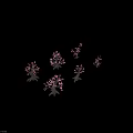 Bonsai Plants with Pink Flowers and Unique Trunk in Various Decorative Styles