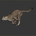 Cheetah With Spotted Coat Running In Dynamic Pose On Gray Background