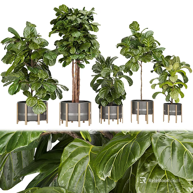 Lush Green Bonsai Potted Plants in Modern Ceramic Planters for Indoor Home Decor 3d model 