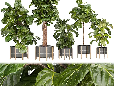 Lush Green Bonsai Potted Plants in Modern Ceramic Planters for Indoor Home Decor 3d model