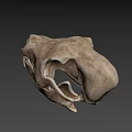 Natural Animal Skull With Detailed Bone Structure And Isolated Dark Background