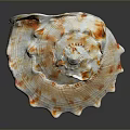 Conch Shell Featuring Spiral Orange White Pattern And Natural Texture On Dark Background 3d model