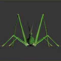 Green Praying Mantis With Slender Legs On Dark Reflective Background Surface 3d model