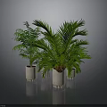 Potted Green Plants With Striped Light Colored Pots On Gray Floor Background