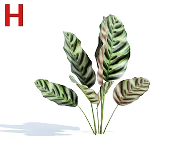 Tropical Indoor Foliage Plant With Variegated Green And White Striped Leaves 3d model