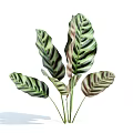 Tropical Indoor Foliage Plant With Variegated Green And White Striped Leaves