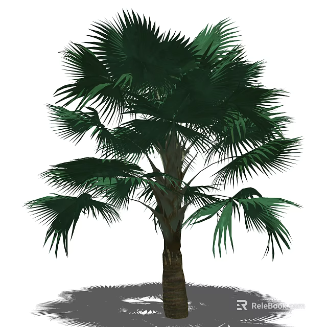 Tropical Palm Tree with Large Green Fronds and Brown Trunk in Natural View 3d model 