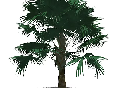 Tropical Palm Tree with Large Green Fronds and Brown Trunk in Natural View 3d model