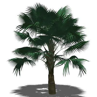 Tropical Palm Tree with Large Green Fronds and Brown Trunk in Natural View 3d model