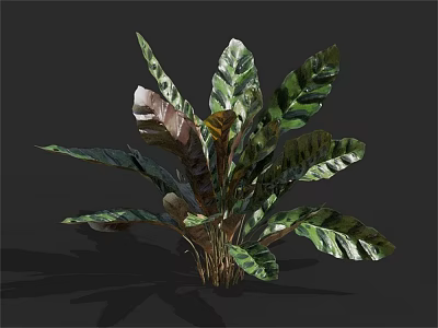 Tropical Indoor Plant With Large Broad Variegated Green And Brown Leaves 3d model