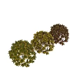 Lush Shrub With Green And Yellow Palm Shaped Leaves For Garden Landscaping