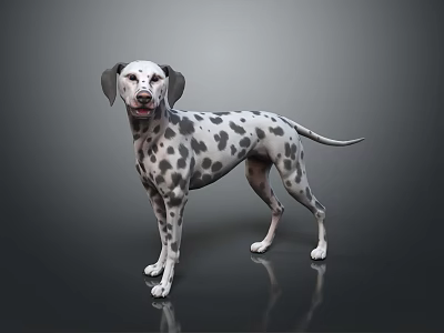 Dalmatian Dog With Black Spots And White Coat Standing On Shiny Floor 3d model