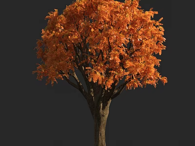 Autumn Arbor Featuring Orange Red Foliage Lush Crown And Dark Trunk 3d model