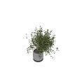 Bonsai Potted Plant with Lush Green Leaves in White Ceramic Pot for Home Indoor Decor