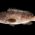Modern Fish Grouper 3d model