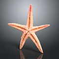 Pink Orange Starfish with Textured Arms Standing on Dark Reflective Background
