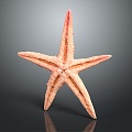 Modern starfish mollusk 3d model