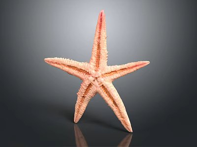 Pink Orange Starfish with Textured Arms Standing on Dark Reflective Background 3d model