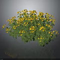 Lush Green Leaf Plant With Bright Yellow Flowers In Full Bloom