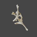 Detailed Animal Bone Structure Displaying Natural Skeletal Morphology And Anatomical Features