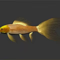 Golden Fish with Yellow Head and Golden Body on Gray Background Showing Reflection in Water