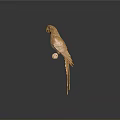 Golden Parrot Perched On Branch With Shiny Feathers Against Dark Background