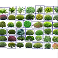 Diverse Garden Shrubs with Various Shapes Colors and Lush Foliage