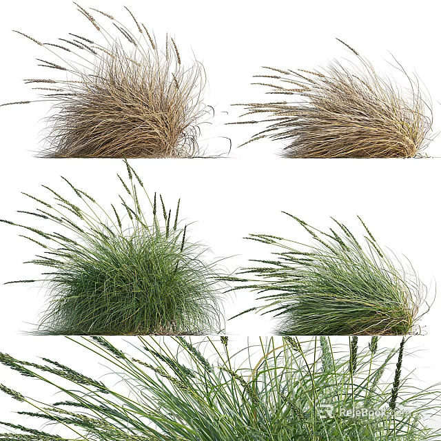 Brown and Green Feathery Ornamental Grass Clumps Swaying in Windy Garden 3d model 
