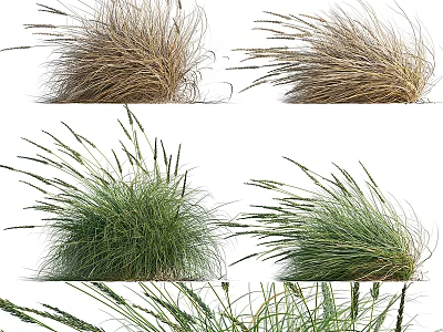 Brown and Green Feathery Ornamental Grass Clumps Swaying in Windy Garden 3d model