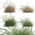 Brown and Green Feathery Ornamental Grass Clumps Swaying in Windy Garden