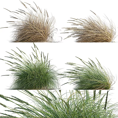 Brown and Green Feathery Ornamental Grass Clumps Swaying in Windy Garden 3d model