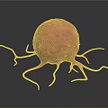 3D Rendered Organ Structure With Hair Like Projections And Red Spherical Body