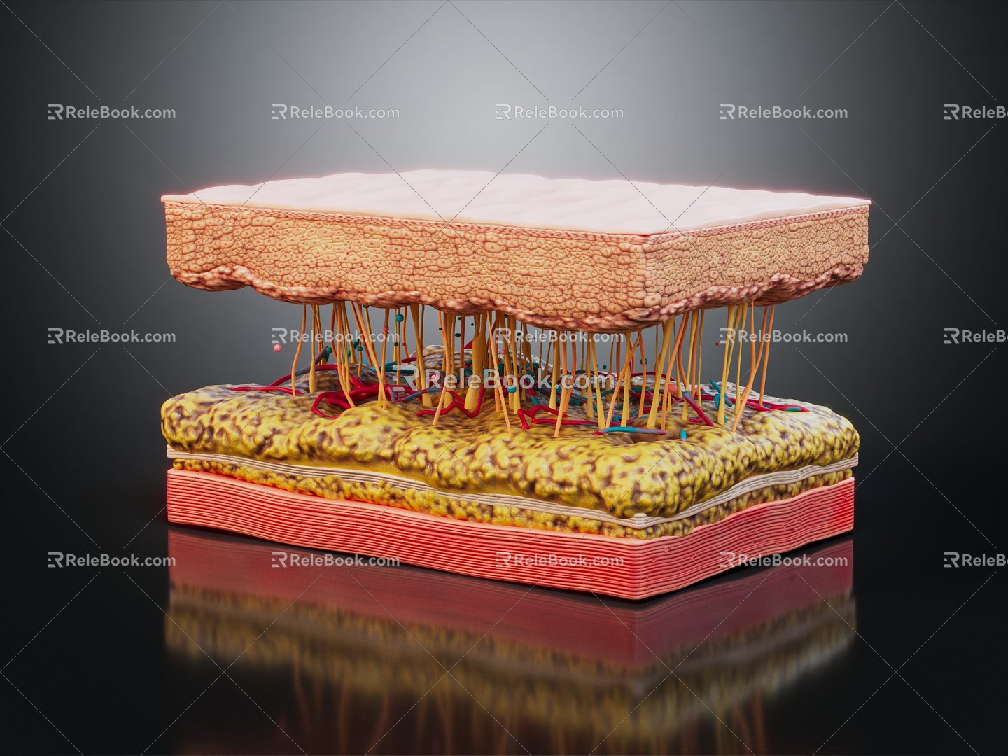 Modern Human Skin Skin Section 3d model