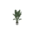 Decorative Large Green Plant with Broad Leaves in White Planter for Garden Accent