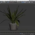 Potted Plant With Green And Yellow Striped Leaves In White Pot On Saucer