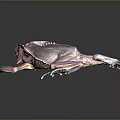 Close Up View Of Brown Toad With Detailed Skin Texture On Dark Background