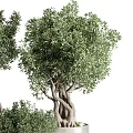 Stylish Bonsai Potted Plants With Tree Like And Shrub Like Growth In Gray Concrete Pots