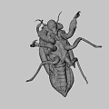Cicada Exuvia Exoskeleton Showing Detailed Natural Structure And Yellowish Features
