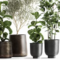 Various Leafy Potted Plants in Stylish Dark Ceramic Pots for Home Decor
