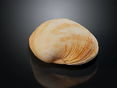 Natural Clam Shell With Light Brown Textured Surface On Black Background 3d model