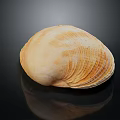 Natural Clam Shell With Light Brown Textured Surface On Black Background