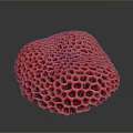 Healthy Vibrant Red Coral Polyps With Honeycomb Structure In Ocean Habitat