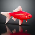 Red Goldfish with White Fins and Tail on Black Background with Clear Reflection