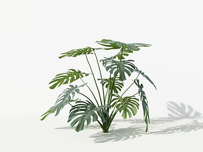 Monstera Potted Plant with Large Leaves on White Background and Natural Shadows 3d model
