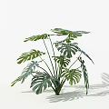 Monstera Potted Plant with Large Leaves on White Background and Natural Shadows