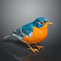 Colorful Bird with Blue Head and Orange Belly Standing on Smooth Surface Against Dark Background